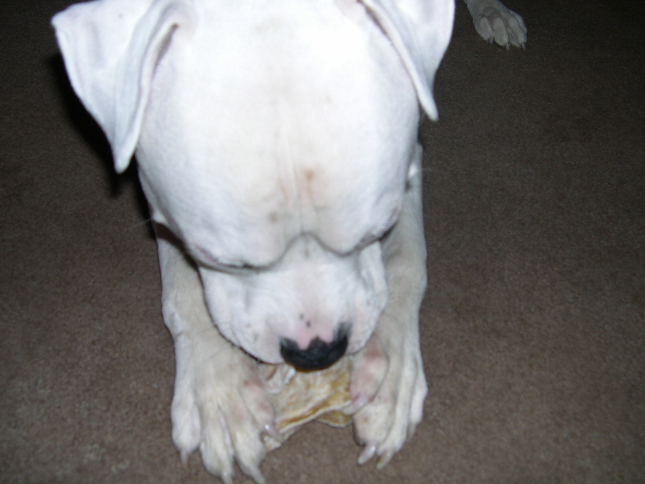 Brutus