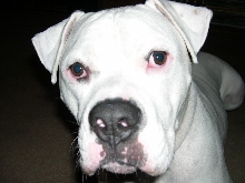 Brutus