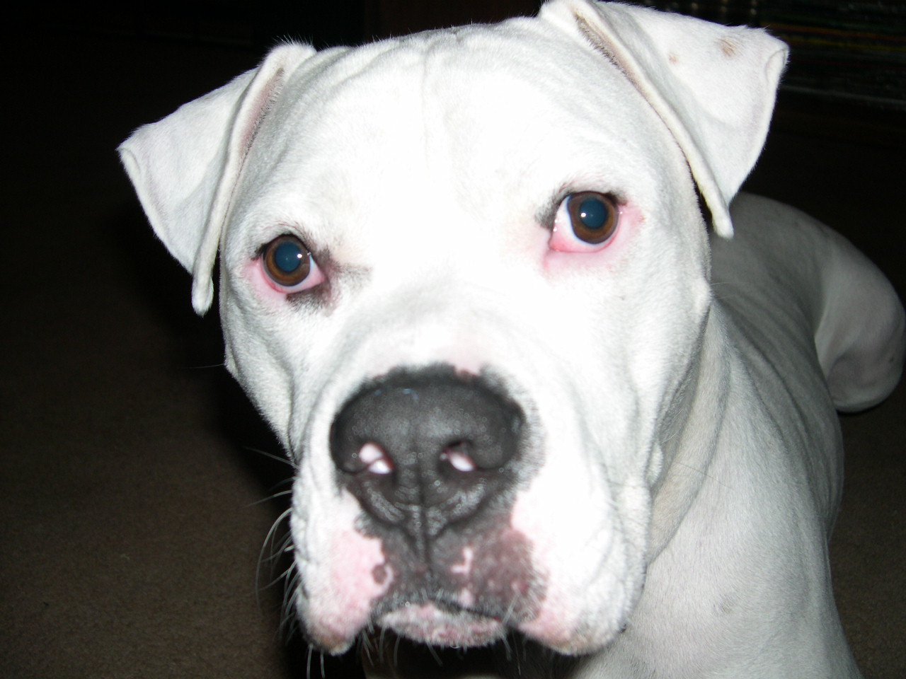 Brutus