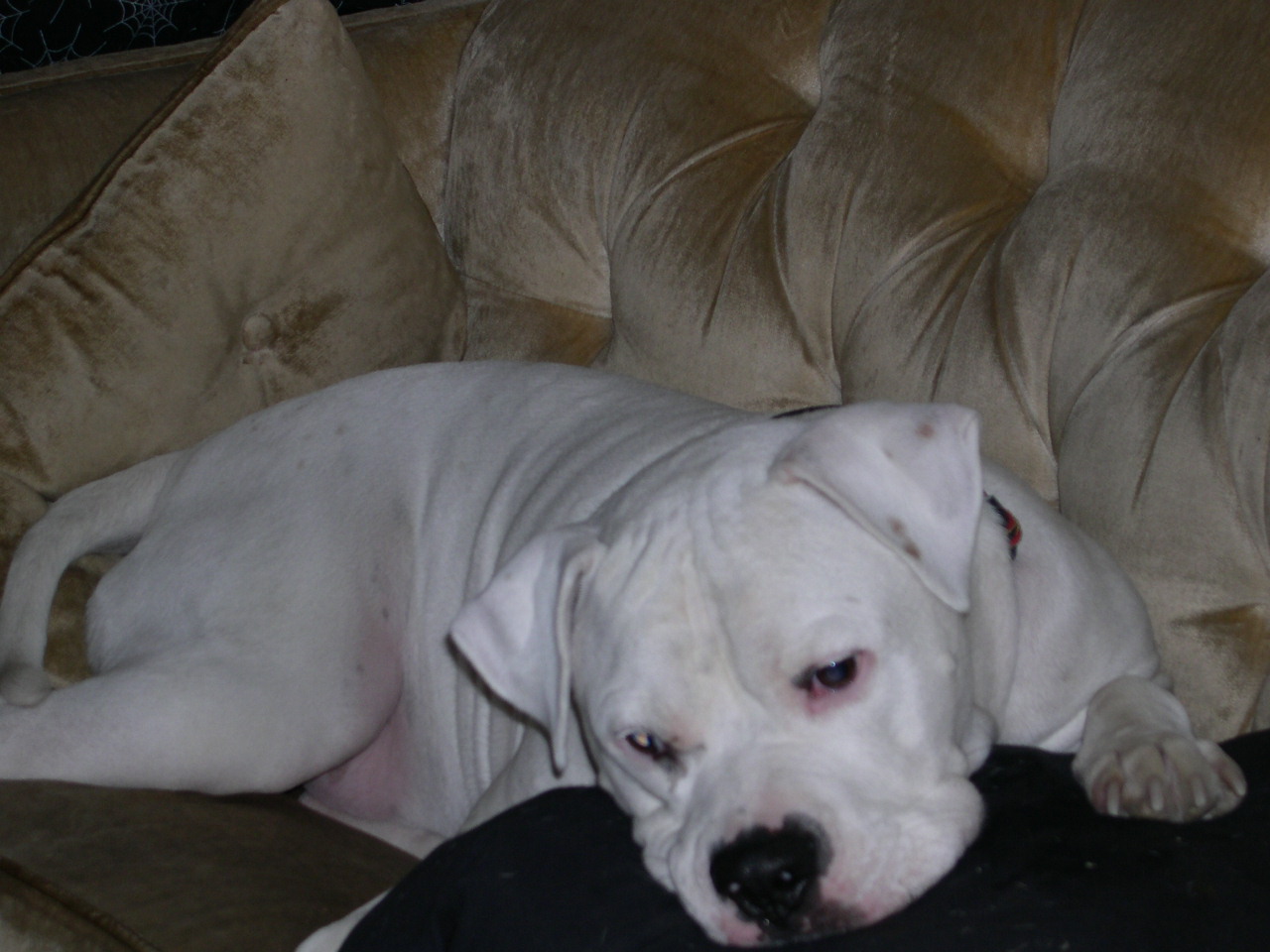 Brutus