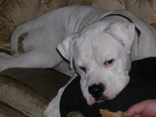 Brutus