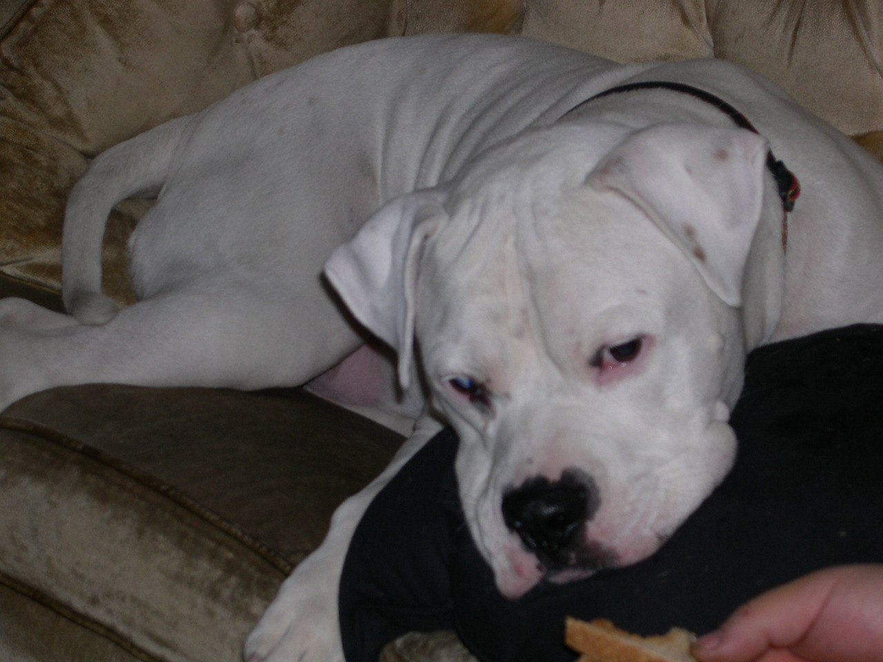 Brutus