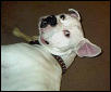 Brutus