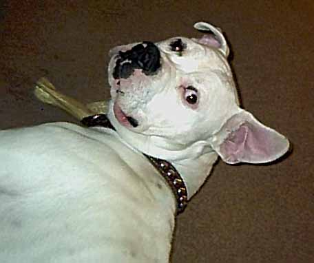 Brutus