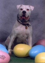 Brutus' Easter Pics