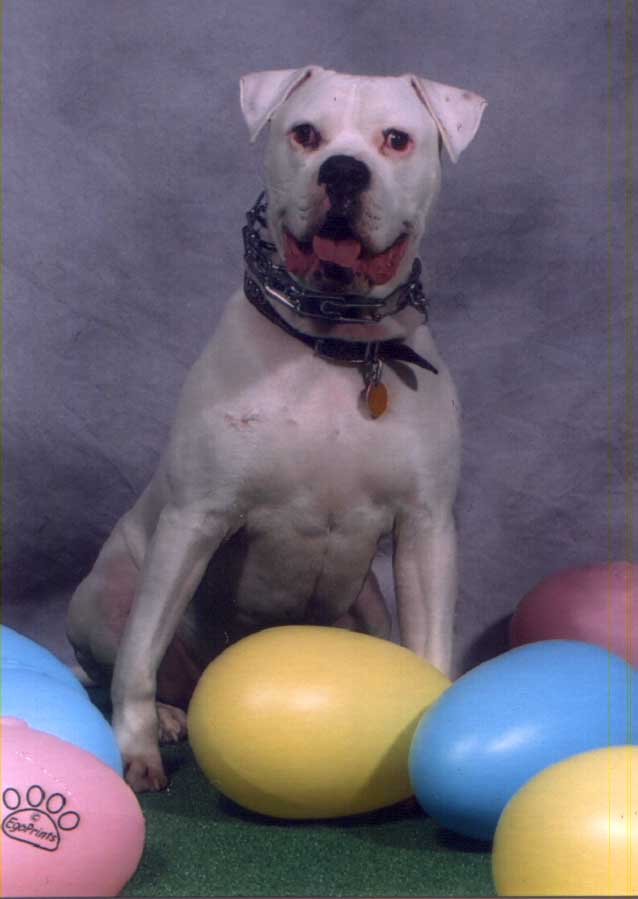 Brutus' Easter Pics