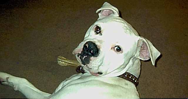 Brutus