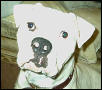 Brutus