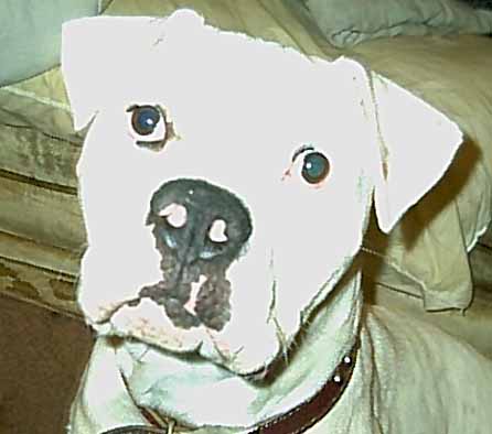 Brutus