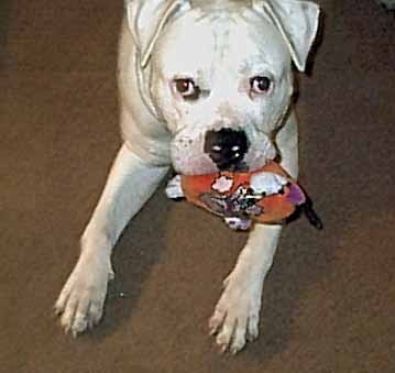 Brutus