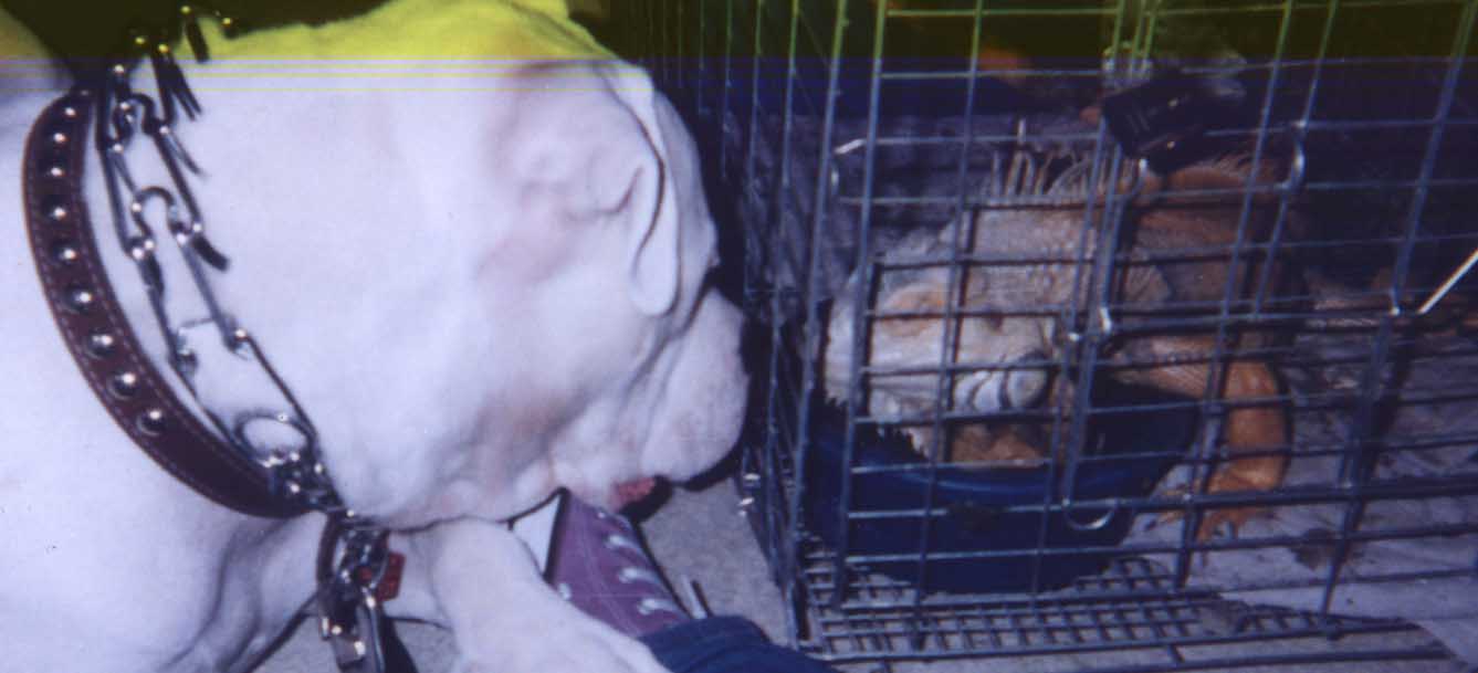 Sarsippius and Brutus