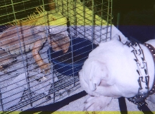 Sarsippius and Brutus