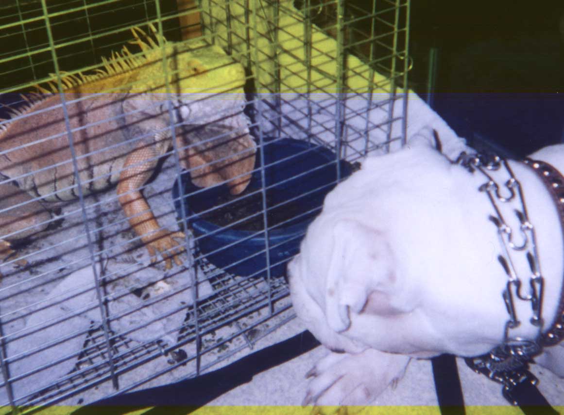 Sarsippius and Brutus