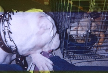 Sarsippius and Brutus