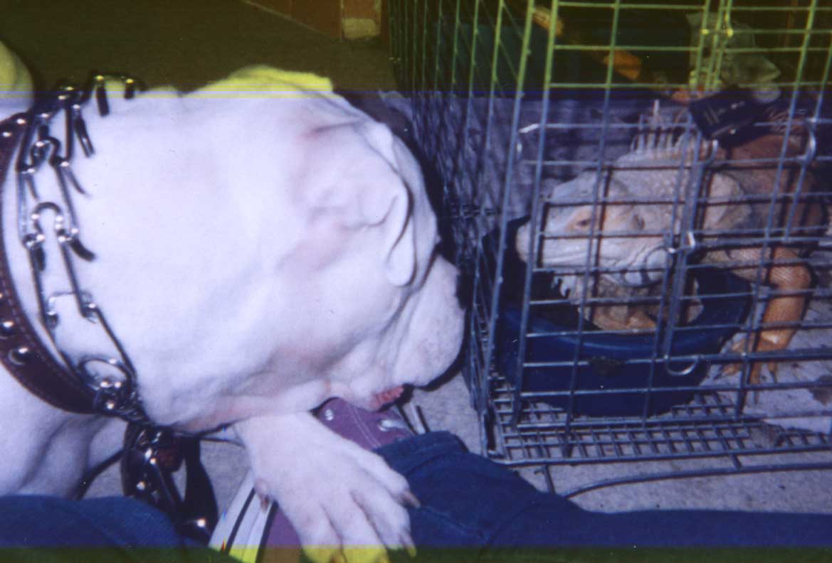 Sarsippius and Brutus