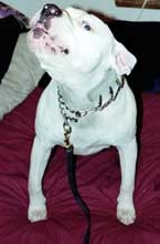 Brutus