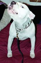 Brutus