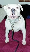 Brutus