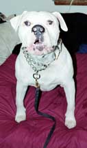 Brutus