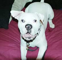 Brutus