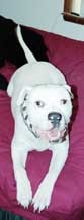 Brutus