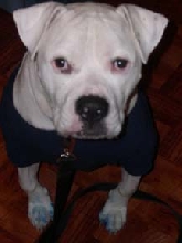 Brutus