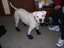 Brutus