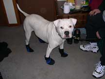 Brutus