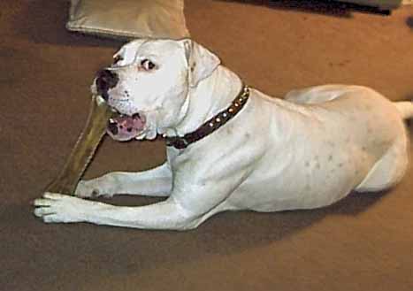 Brutus