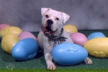 Brutus' Easter Pics