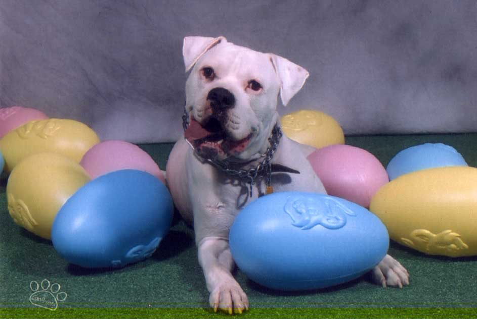 Brutus' Easter Pics