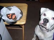 Happy Birthday To Brutus