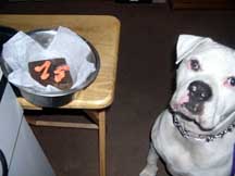 Happy Birthday To Brutus
