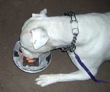 Happy Birthday To Brutus
