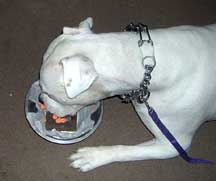 Happy Birthday To Brutus