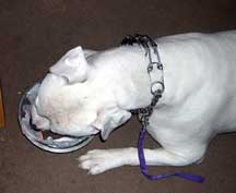 Happy Birthday To Brutus