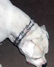 Happy Birthday To Brutus