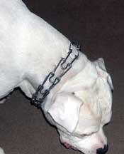 Happy Birthday To Brutus