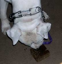 Happy Birthday To Brutus