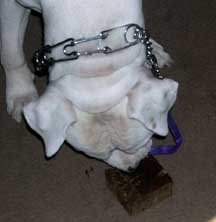 Happy Birthday To Brutus
