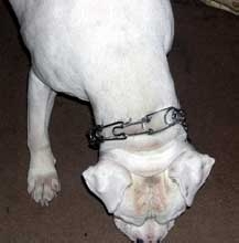 Happy Birthday To Brutus