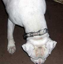 Happy Birthday To Brutus