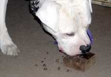 Happy Birthday To Brutus