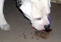 Happy Birthday To Brutus