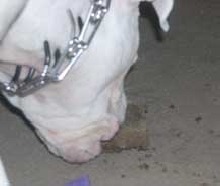 Happy Birthday To Brutus