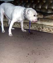 Happy Birthday To Brutus