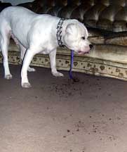 Happy Birthday To Brutus