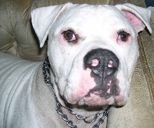 Brutus
