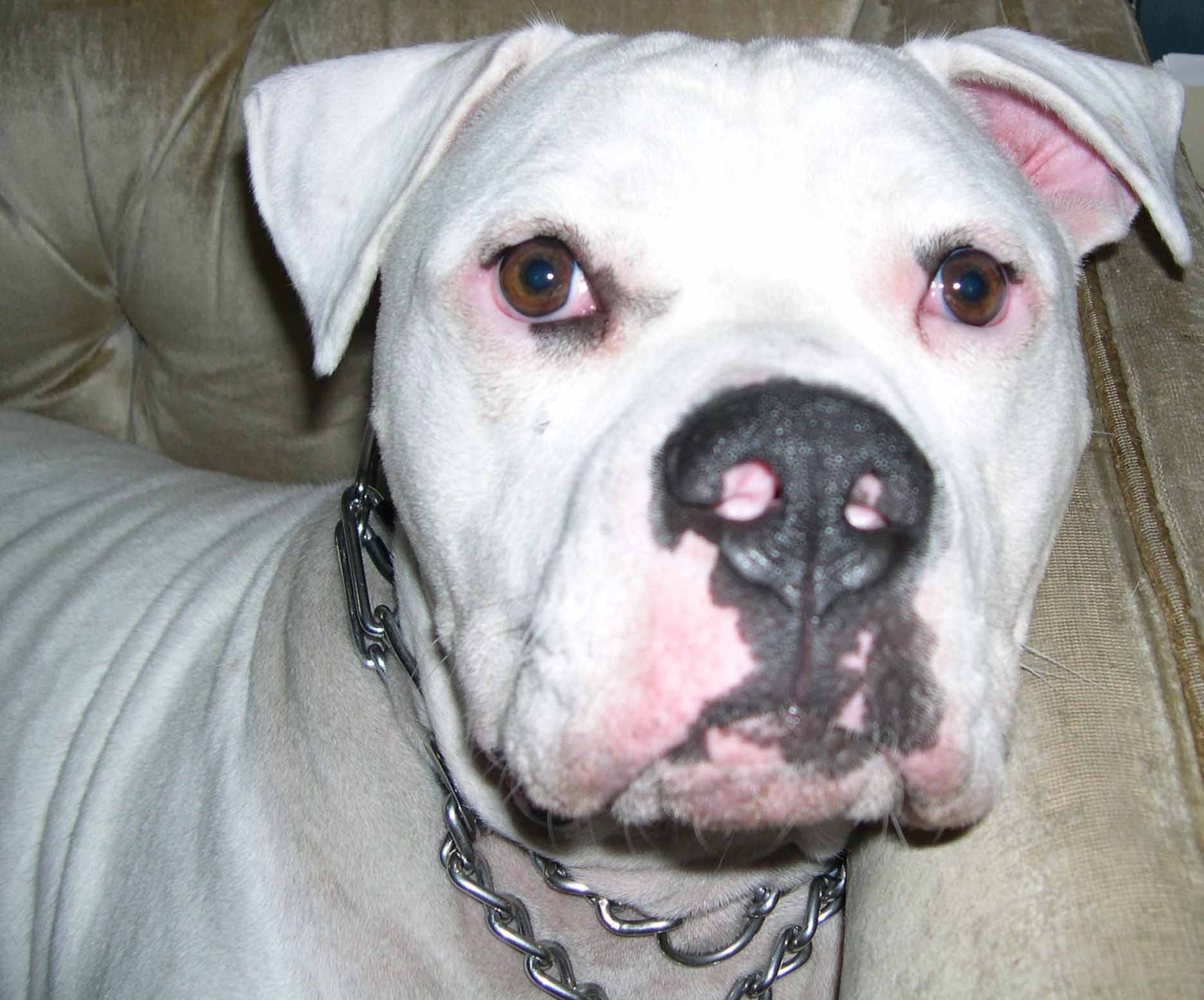 Brutus
