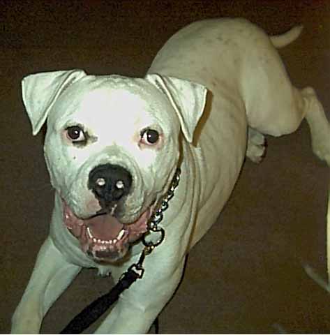 Brutus is still going INSANE!!